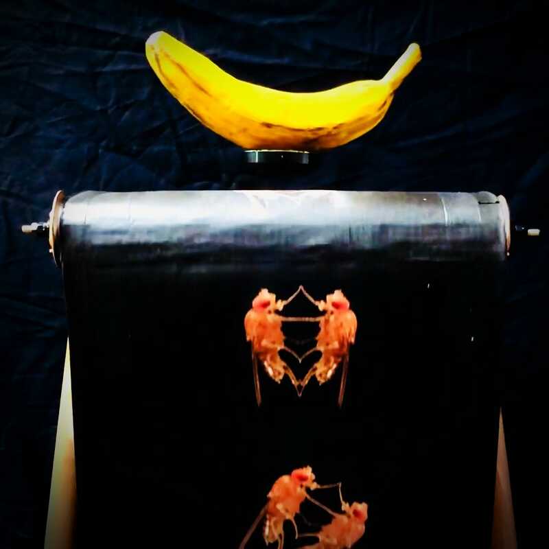a%20fruitfly%20meditation%20on%20banana%20levitation.jpg