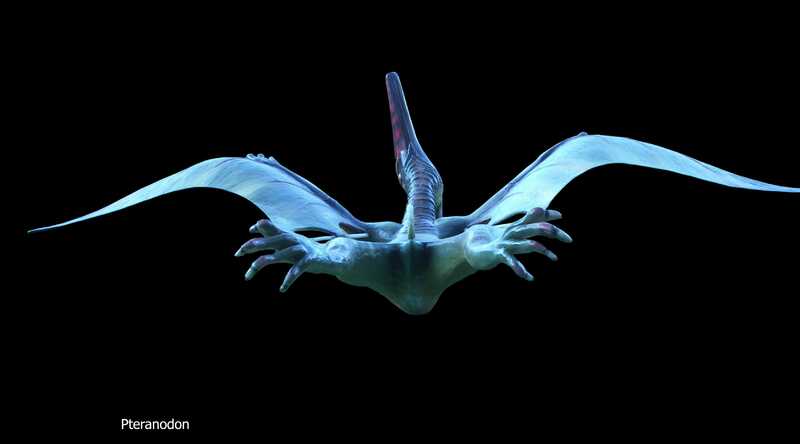 Pteradon%20%20Kopie.jpg