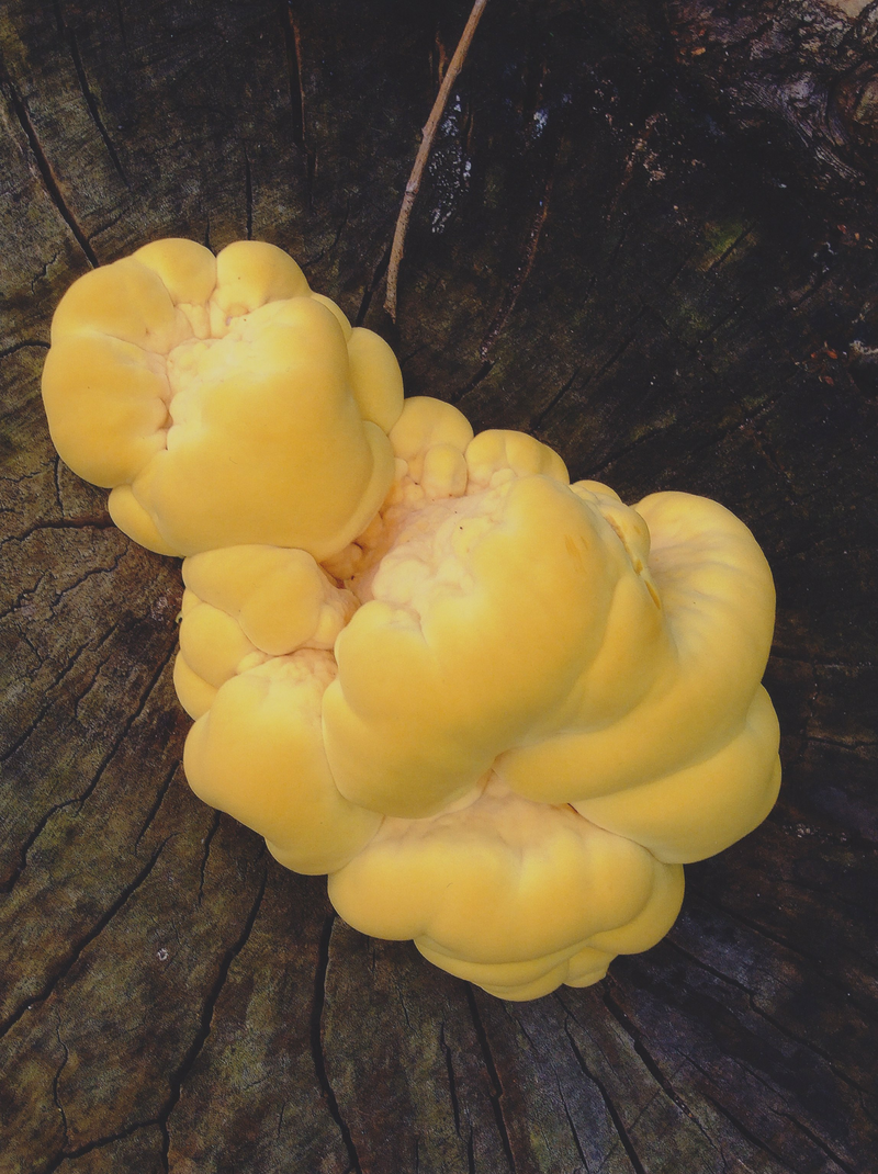 21_Barbara Noculak HONGO 2018.jpg