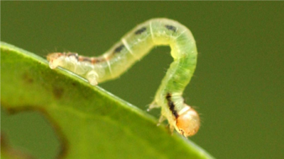 sn_NL 1902_Alexandra Bremers 3.png